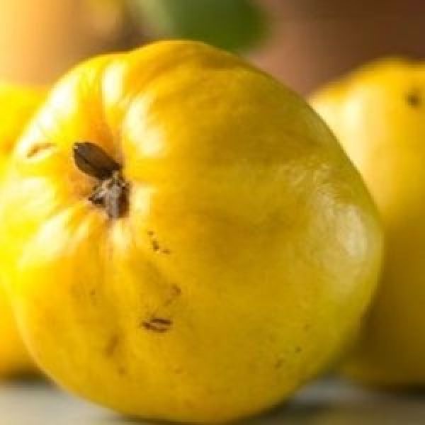 Aydın Ayvası › Yöresel Ürünler | Köşk | Aydın