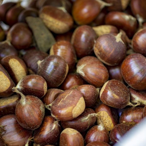 Bartın Kestanesi › Yöresel Ürünler | Kurucaşile | Bartın
