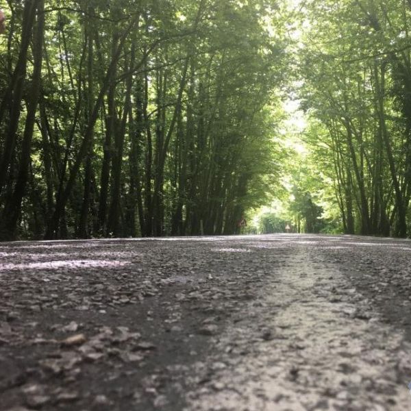 Ağaç Tüneli ve Koca Kavlak › Gezi Rehberi | Ulus | Bartın