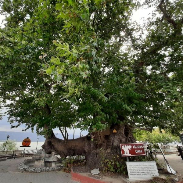 Ağlayan Çınar › Gezi Rehberi | Nilüfer | Bursa