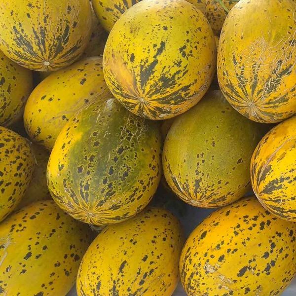 Denizli Kavunu › Yöresel Ürünler | Acıpayam | Denizli