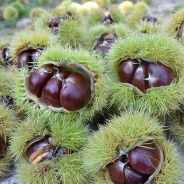 Denizli Yabani Kestanesi › Yöresel Ürünler | Babadağ | Denizli