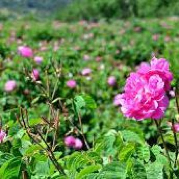 Yağlık Gül › Yöresel Ürünler | Çardak | Denizli