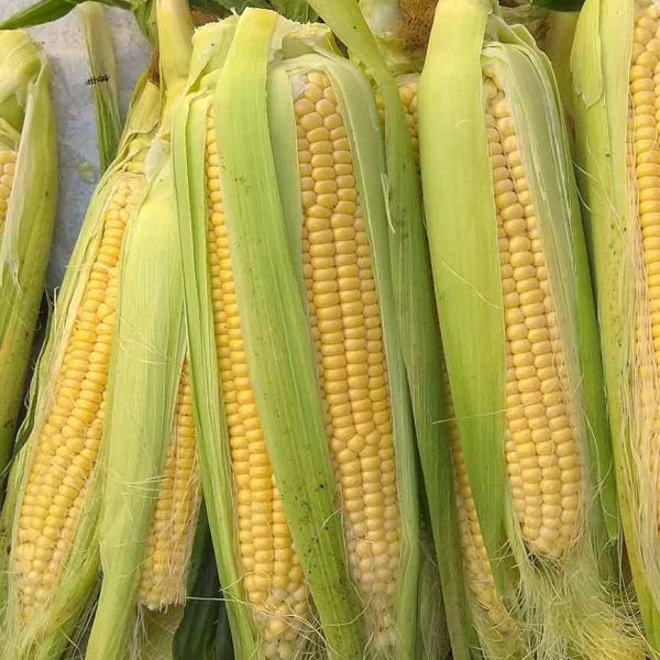 Eskişehir Mısırı › Yöresel Ürünler | Çifteler | Eskişehir