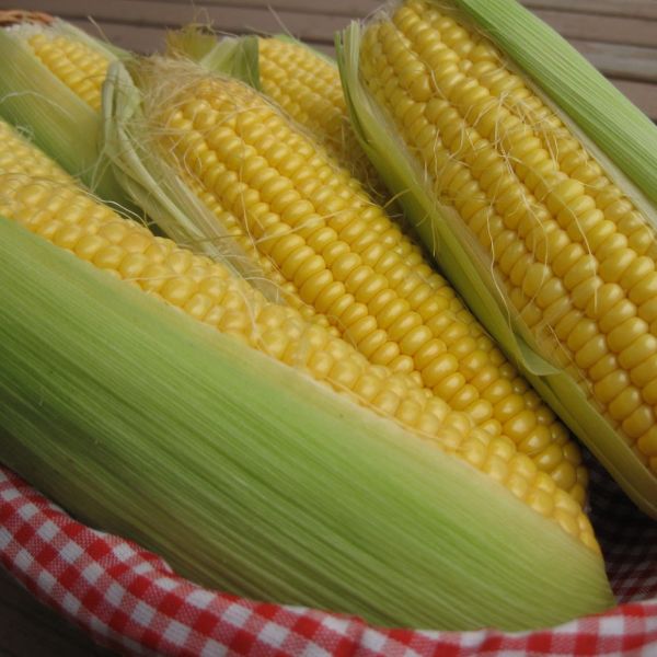 Giresun Mısırı › Yöresel Ürünler | Espiye | Giresun