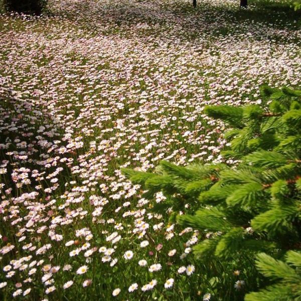 Kaşalıç Tabiatı Koruma Alanı › Gezi Rehberi | Domaniç | Kütahya