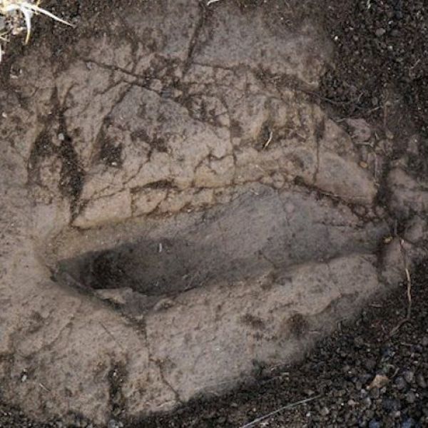 Fosil Ayak İzleri › Gezi Rehberi | Salihli | Manisa