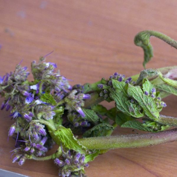 Zılbıt Otu › Yöresel Ürünler | Kilimli | Zonguldak